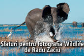 Sfaturi pentru fotografia Wildlife - de Radu Zaciu