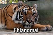 Hai-hui cu Nikon prin Asia de Sud-Est: Regatul Tigrilor din Chiangmai, Thailanda