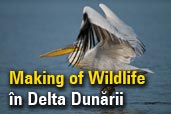 Making of Wildlife in Delta Dunarii