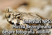 Interviuri NPS: Mircea Bezergheanu despre fotografia wildlife  