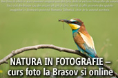 Natura in fotografie - curs foto la Brasov si online cu Dan Dinu