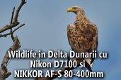 Wildlife in Delta Dunarii cu Nikon D7100 si NIKKOR AF-S 80-400mm