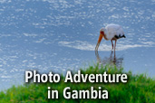 Photo Adventure in Gambia: Workshop de fotografie wildlife alaturi de Costas Dumitrescu