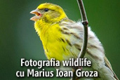 Fotografia wildlife cu Marius Ioan Groza