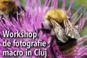 Workshop de fotografie macro in Cluj