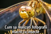 Cum  sa realizati fotografii macro cu insecte