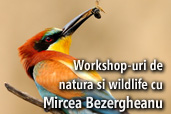 Workshop-uri de natura si wildlife in Dobrogea cu Mircea Bezergheanu