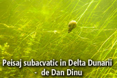 Peisaj subacvatic in Delta Dunarii -  de Dan Dinu