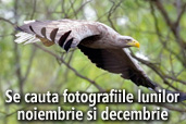 Se cauta fotografiile lunilor noiembrie si decembrie: Wildlife si Aniversare