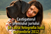 Se cauta fotografia lunii octombrie 2012 - Castigatorul premiului juriului
