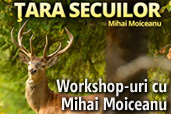 Workshop-uri cu Mihai Moiceanu in Tara Lapusului si Tara Secuilor