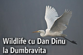 Tura foto wildlife cu Dan Dinu la Dumbravita