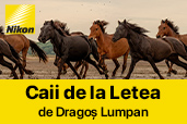 Caii de la Letea, de Dragos Lumpan