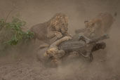 Povestea fotografiilor din Mana Pools - de Andrei Mihalca