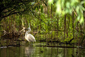 Concursul Romania prin ochii tai - Fauna Romaniei. Castigatorii