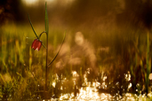 Concursul Romania prin ochii tai - Flora Romaniei. Castigatorii