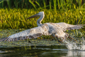 Lumea dintre ape - Delta Dunarii cu Nikon D7200 si NIKKOR 200-500mm f5.6E VR - de Catalin Nenciu