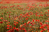 Concurs aniversar Romania prin ochii tai: Flora Romaniei