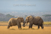 Natura in fotografie - curs foto online cu Dan Dinu