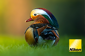 Dincolo de obiectiv: Pasiune si precizie in fotografia wildlife cu Nikon Z 9