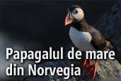 Costas Dumitrescu - Despre papagalul de mare din Norvegia