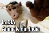 In.Dia - Animale din India