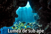 Lumea de sub ape