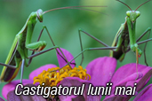 Castigatorul concursului Se cauta fotografia lunii mai