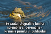 Se cauta fotografiile lunilor noiembrie si decembrie  - Premiile juriului si publicului