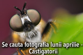 Se cauta fotografia lunii aprilie - Castigatorii