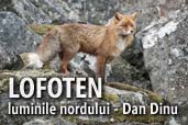 LOFOTEN, luminile nordului - Dan Dinu