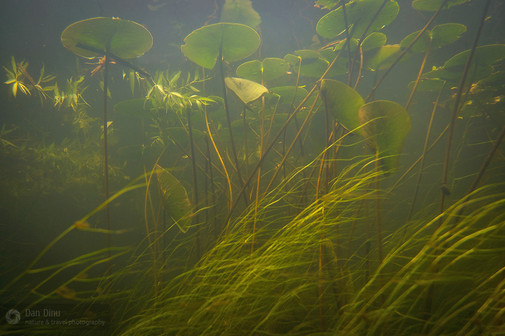 Peisaj Subacvatic In Delta Dunarii De Dan Dinu