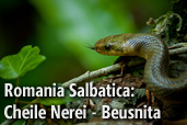 Romania Salbatica: Cheile Nerei - Beusnita