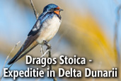 Dragos Stoica - Expeditie in Delta Dunarii