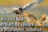 Arca lui Noe - Proiect de salvare a animalelor salbatice